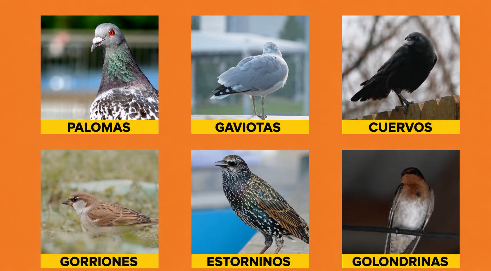 Palomas, gaviotas, cuervos, gorriones, estorninos y golondrinas